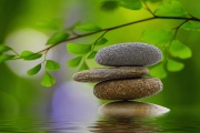 Wellness
